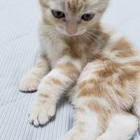 きなこ