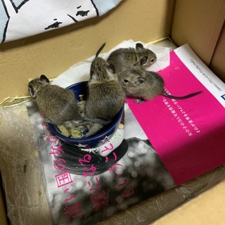 7/22誕生、デグーベビー里親さん決まりました！