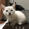【白猫ブルーアイ】生後2ヶ月の保護猫・仲良し三兄弟