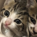 お目目が大きくてキラキラ！モカ君です。