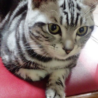 甘えん坊のアメリカンショートヘア男の子