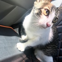 推定年齢1歳未満のメス猫ちゃん