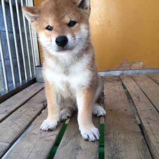可愛い柴犬の里親さんを募集します