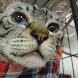 にゃんこ譲渡会@nekoyado サムネイル2