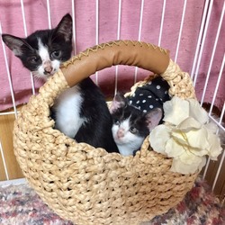 にゃんこ譲渡会@nekoyado サムネイル3