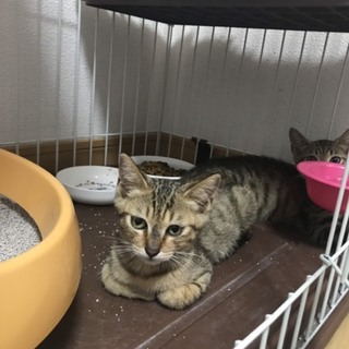 トライアル予定❣️仲良しキジトラ３兄妹のカイロくん