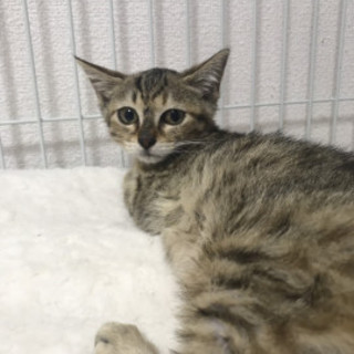 トライアル予定❣️モナコちゃん