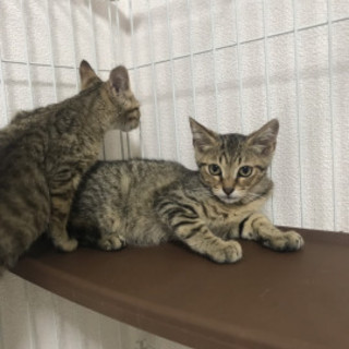 ありがとうございます