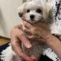４ヶ月マルチーズ仔犬