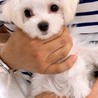 ４ヶ月マルチーズ仔犬 サムネイル2