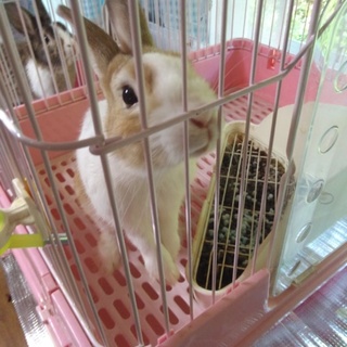 ネザーランドドワーフ