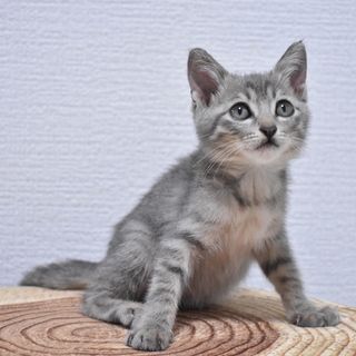 2ヶ月の人懐っこい猫ちゃんです。