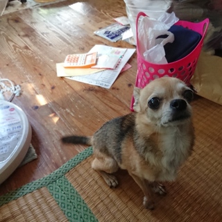 [至急]老犬の里親お願いします。