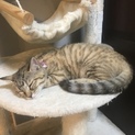 マンチカンの子猫