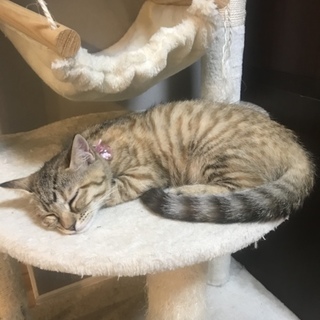 マンチカンの子猫