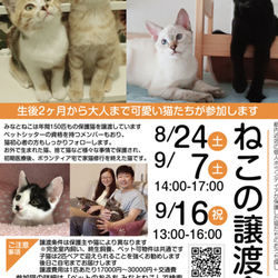 緊急追加開催！ねこの譲渡会@お台場ヴィーナスフォート サムネイル1