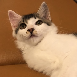 緊急追加開催！ねこの譲渡会@お台場ヴィーナスフォート サムネイル2