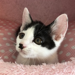 緊急追加開催！ねこの譲渡会@お台場ヴィーナスフォート サムネイル3