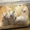 ゴールデンハムスターの子供