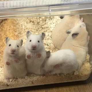 ゴールデンハムスターの子供