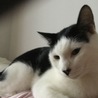 ルチル2歳