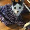洗濯物のシャツにすっぽり