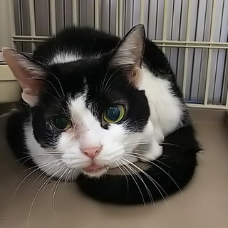 【所有権放棄】人慣れ抜群シニアちゃん