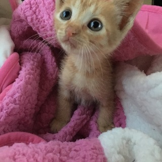 子猫の里親お願いします