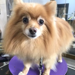 ポメラニアンのグレゴリーくん