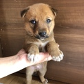 ミルクから育てたおチビちゃん☆③