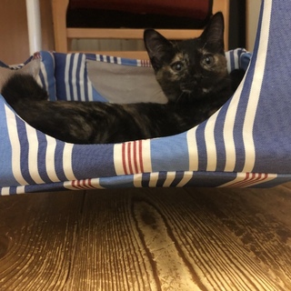 めちゃめちゃ性格いいサビ猫さん