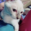 子猫の里親を募集してます(^^)
