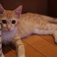 Goose(グース)