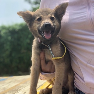 3ヶ月子犬のメイちゃん里親さん募集！