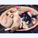 生後２ヶ月５匹子猫