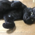 とぼけ顔の「チョコちゃん」