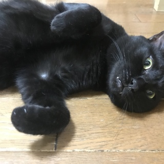 とぼけ顔の「チョコちゃん」