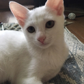 初心者OK！白系美猫@4ヶ月