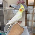 オカメインコ里親募集