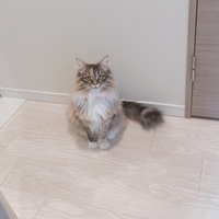 シャルル