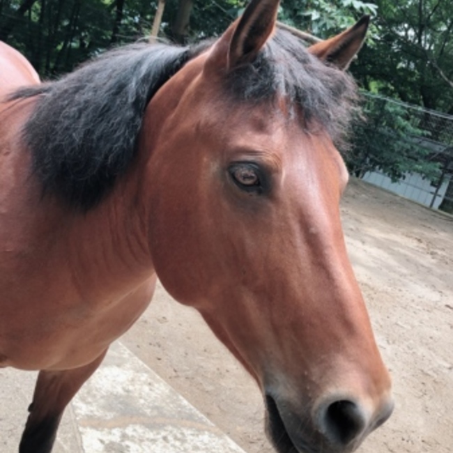 ぺんらいおるのカバー写真