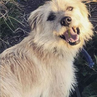 中形洋風MIX 先祖