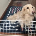 人懐っこく、吠えません☆