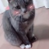 にゃん59