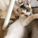 大家さんが代わり飼えなくなりました