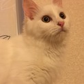 小田原: 人なれ抜群！ 仔猫のしろちゃん