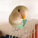 ラブバード 里親さん 募集中