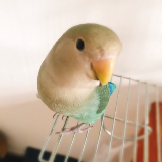 ラブバード 里親さん 募集中