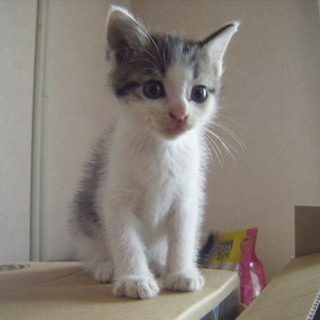 生後1か月の可愛い子猫