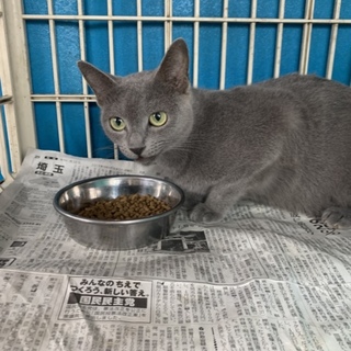 ロシアンブルー メス